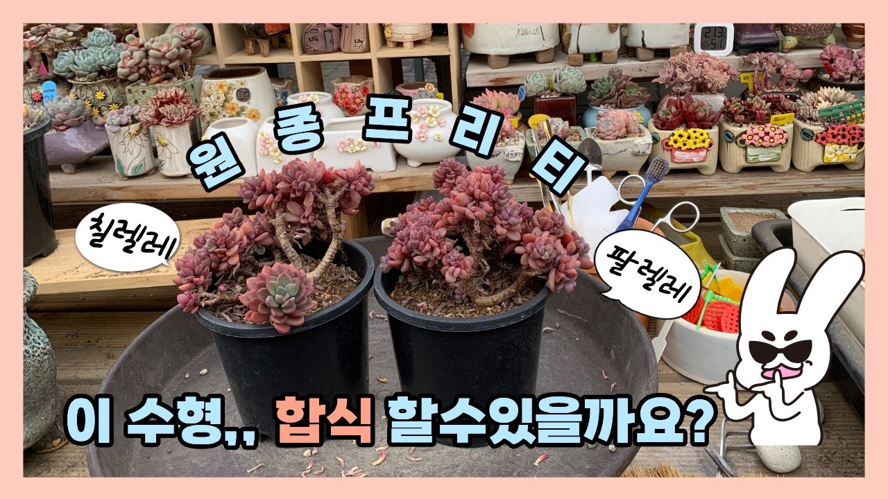 260305[다육식재] 자유분방한 수형, 만지면 떨구는잎장 원종프리티,,, 이런앤줄 몰랐네요