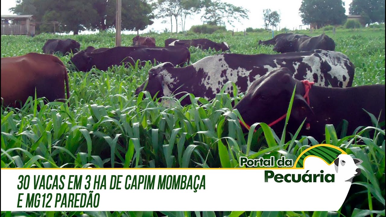 30 vacas em 3 ha de capim mombaça e MG12 paredão