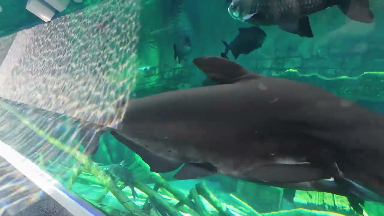 Thailand - Aquaria (อควาเรีย) 30.01.2026