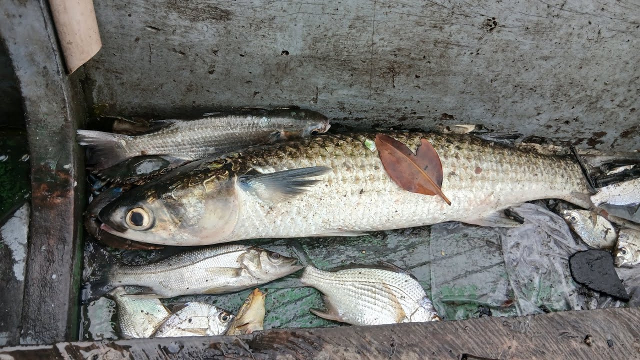 PESCARIA DE TARRAFA, DO NADA A GIGANTE A PARECEU. 