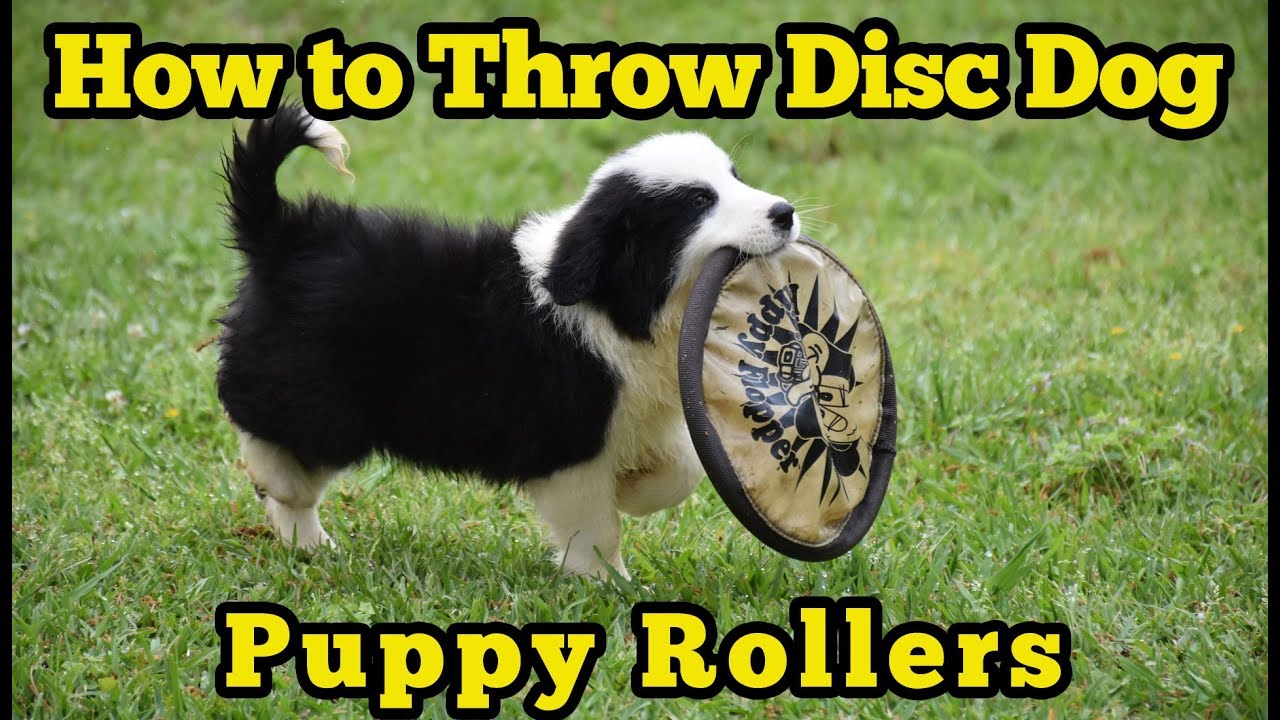 How to Throw Disc Dog Puppy Rollers