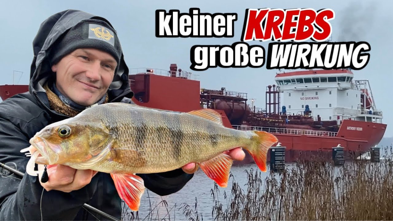 NOK. Kleiner KREBS fängt sie alle. Egal ob ZANDER oder BARSCH❗️