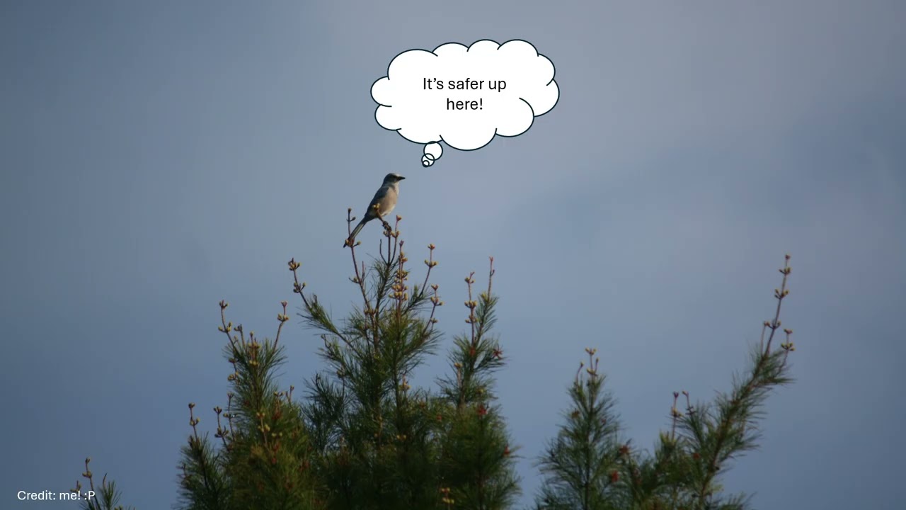 Bird of the day: Florida Scrub Jay!