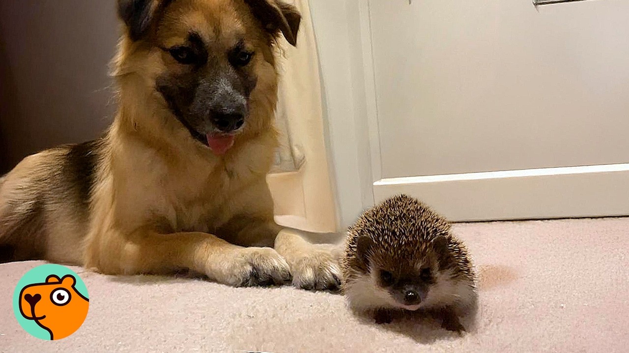Tiny Hedgehog Becomes Best Friends With a Dog | Cuddle Buddies