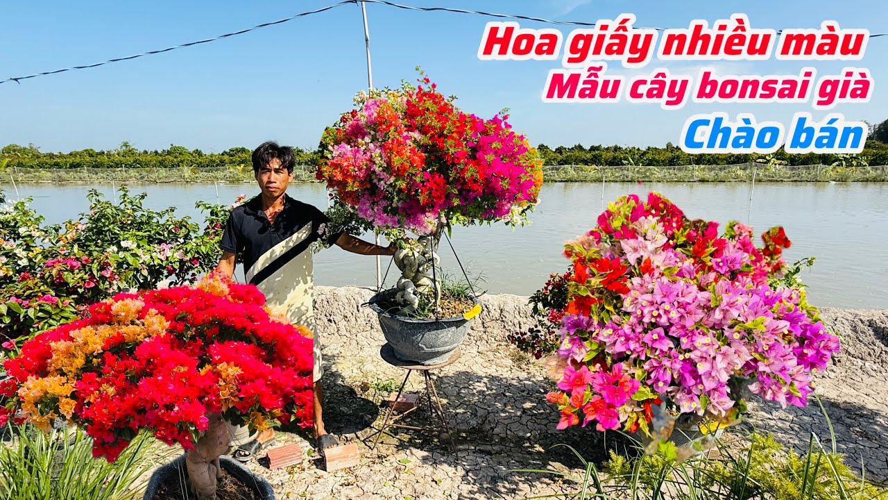 Hoa giấy ghép nhiều màu mẫu bonsai chào bán bao ship..23/01😘📲 0708.749.452.Thanh-Hùng