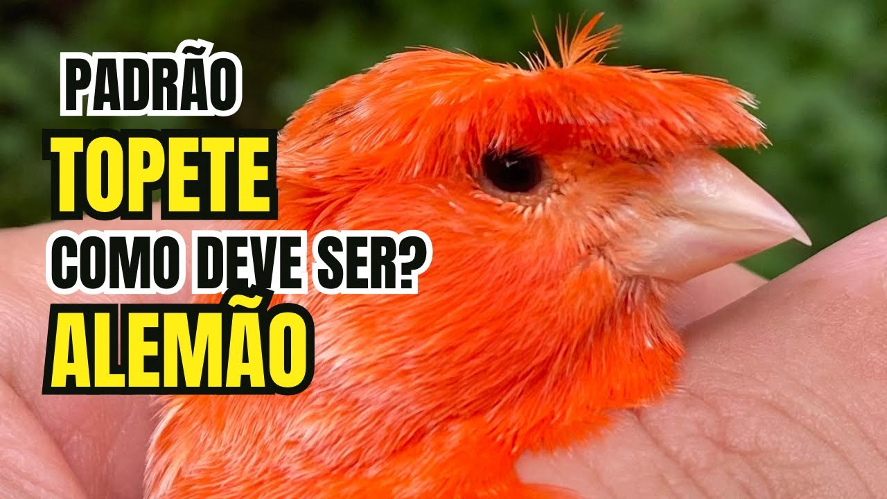 COMO DEVE SER O TOPETE DO CANÁRIO TOPETE ALEMÃO?