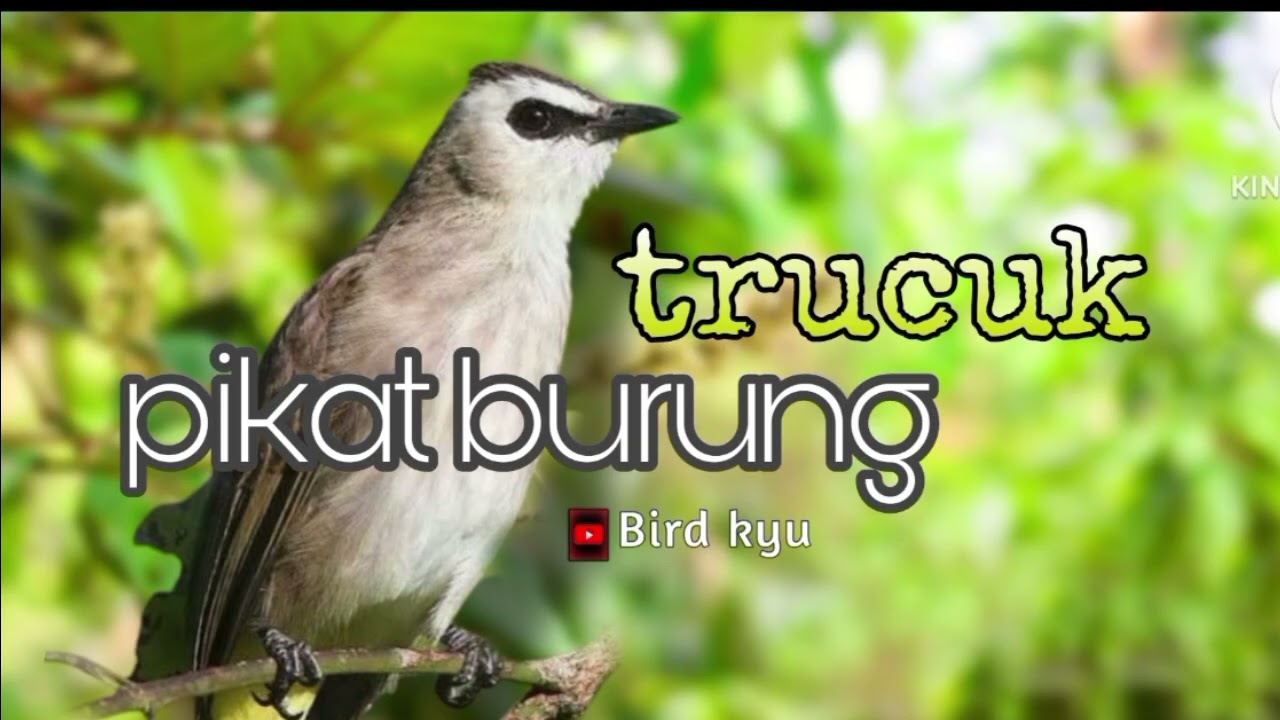 Pancingan burung trucuk buat pikat