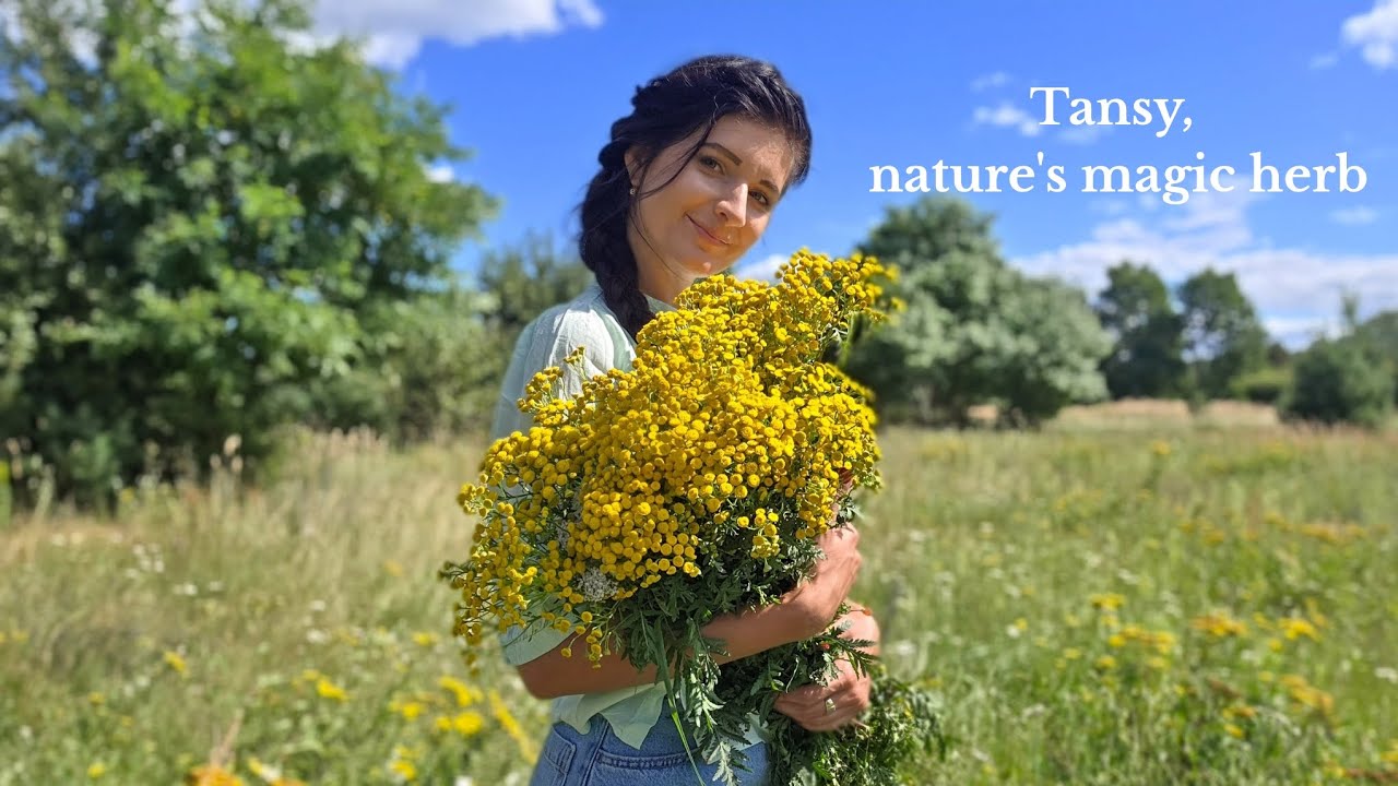 Tansy &ndash; The Golden Meadow Herb That Repels Insects & Soothes Skin