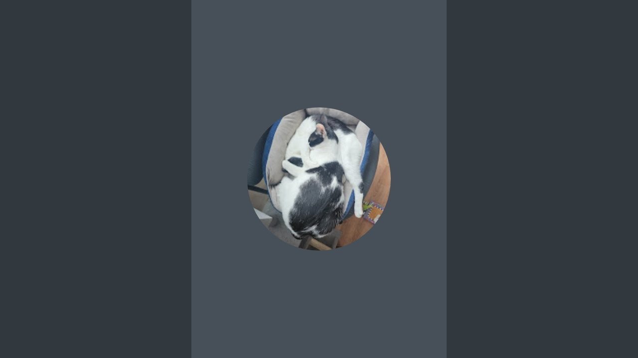 Kitties of the Palace is live!