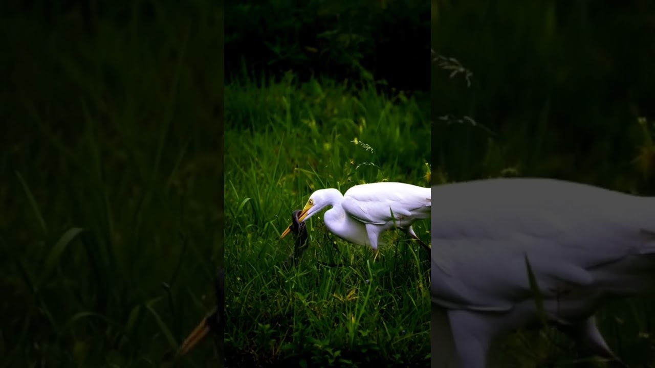 Beautiful White Egret Bird in Green Nature 