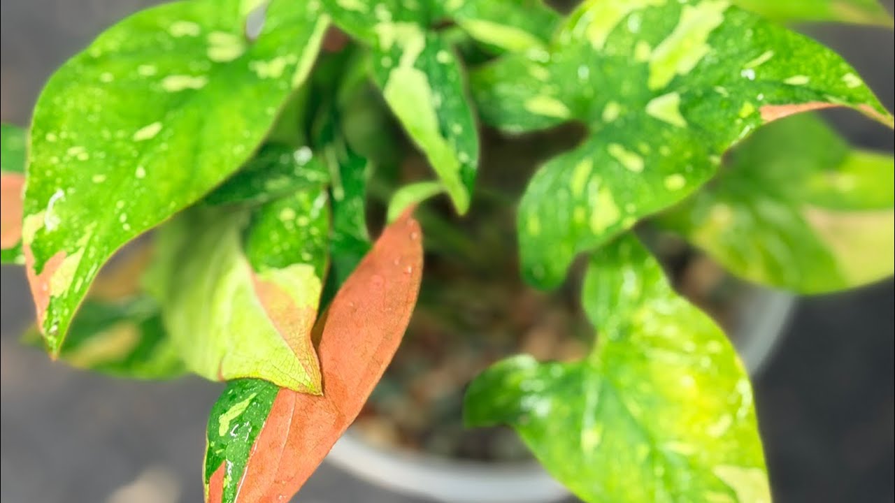 Syngonium TriColor to passive hydro