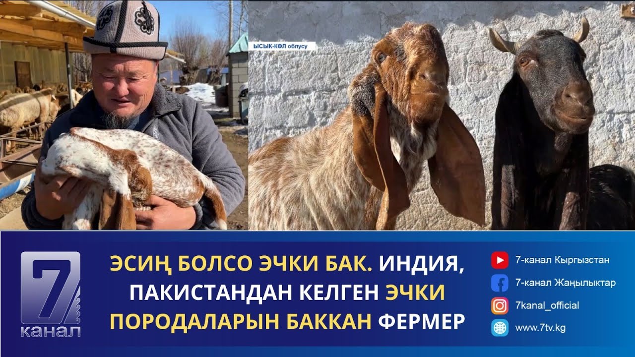 ЭСИҢ БОЛСО ЭЧКИ БАК. ИНДИЯ, ПАКИСТАНДАН КЕЛГЕН ЭЧКИ ПОРОДАЛАРЫН БАККАН ФЕРМЕР