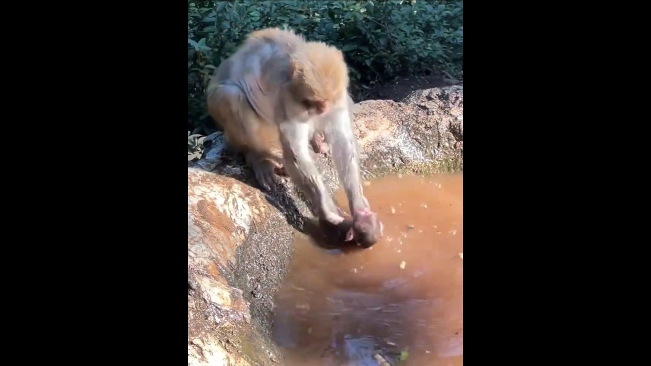 Baby Monkey in Danger 🚨🐒