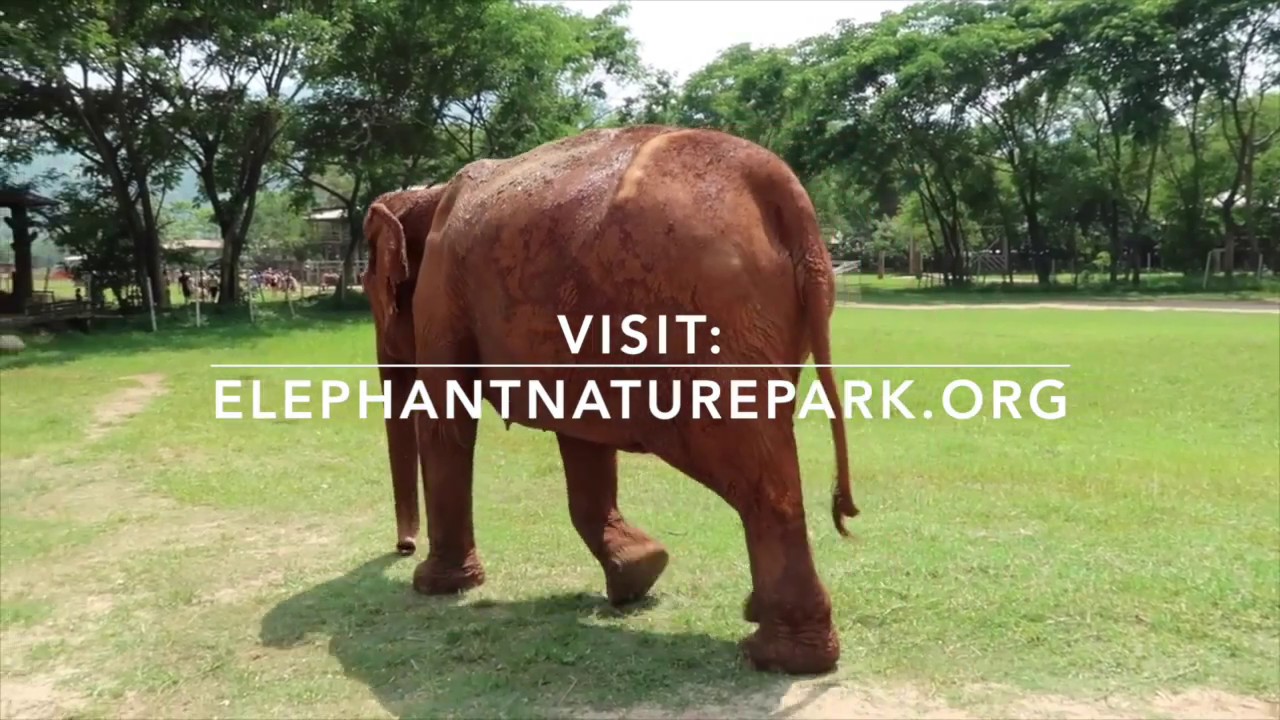 Elephant Sanctuary Experience in Thailand