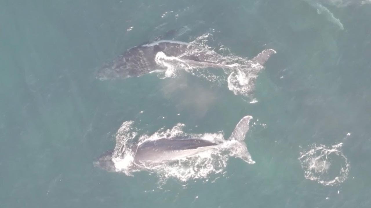Pod Of Humpback Whales Spotted At Bondi Beach