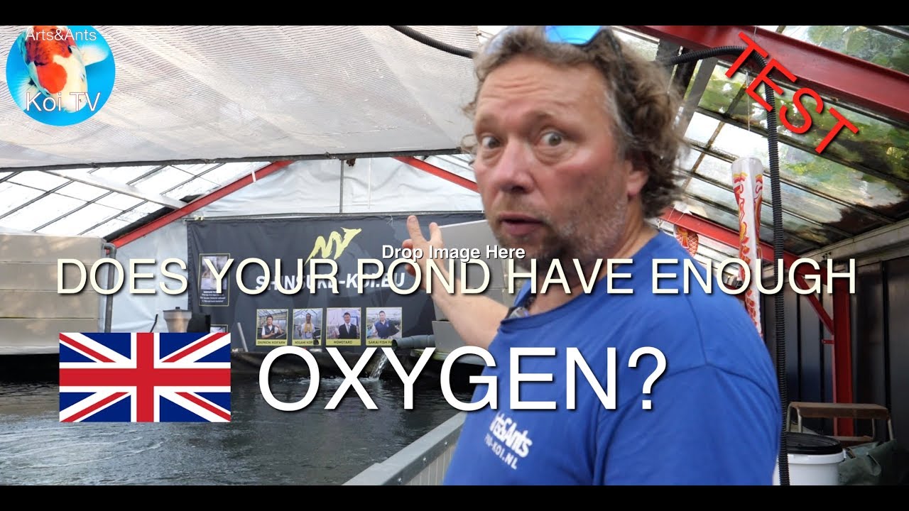 KOI TV | Do you have enough Oxygen in your pond? | Watch this TEST