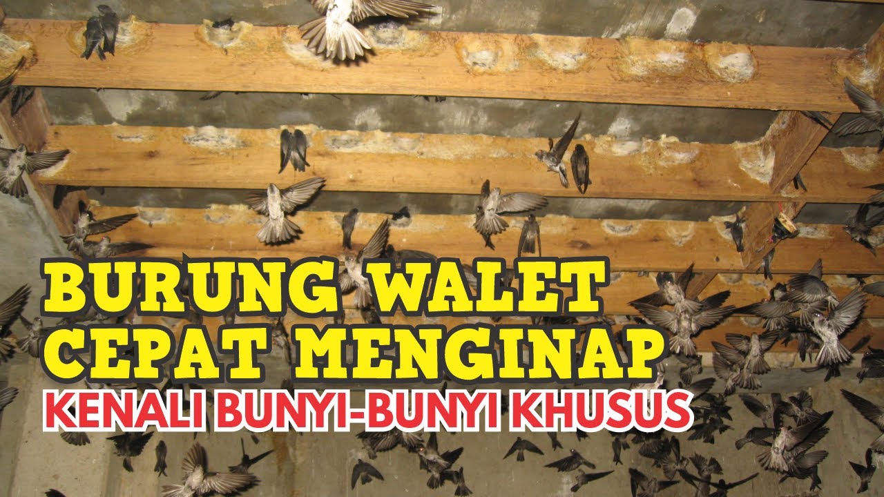 TIPS AGAR BURUNG WALET CEPAT MENGINAP - BEDAKAN SUARA INAP DAN SUARA PANGGIL!