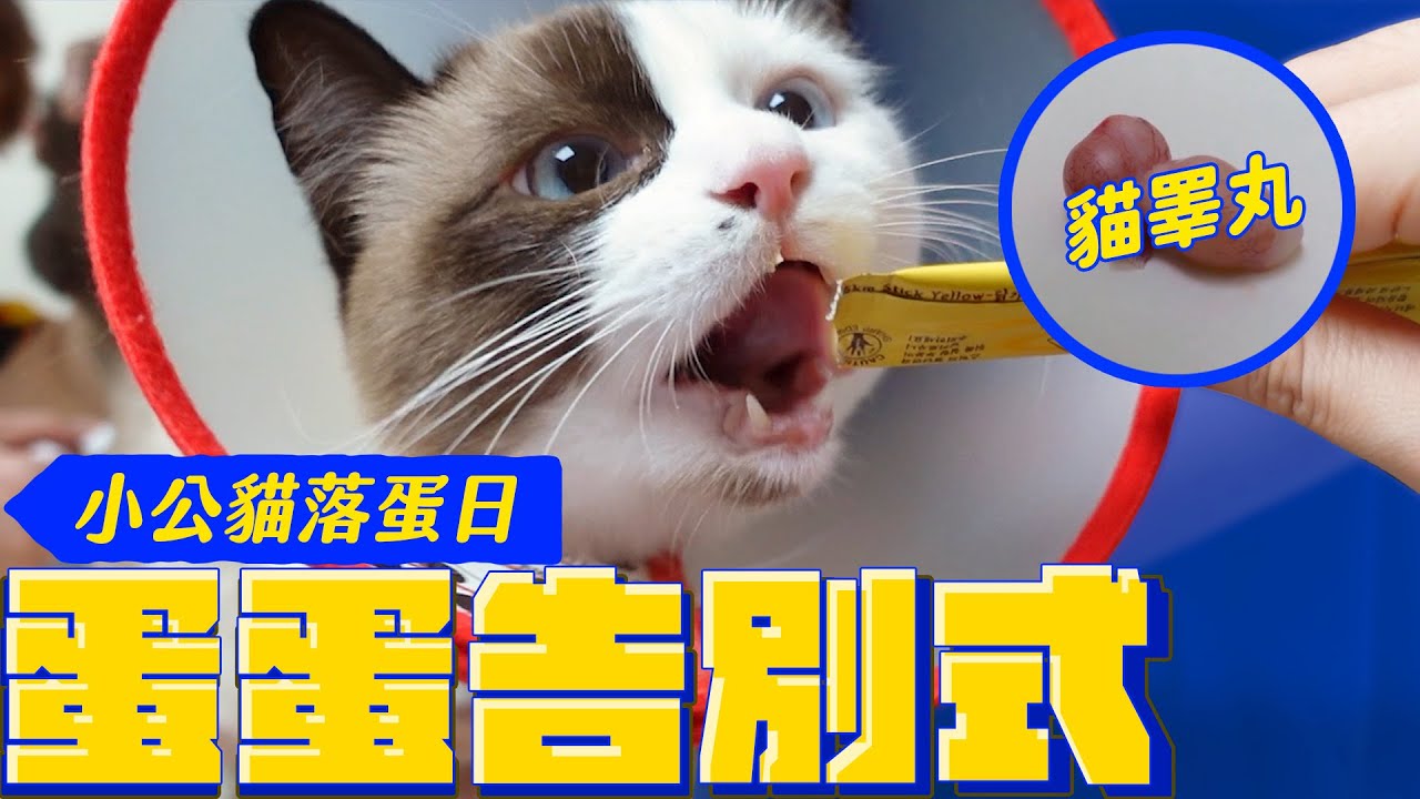 腮幫子養成計畫！結紮囉 貓生週歲大禮｜宇宙猫咪🐾