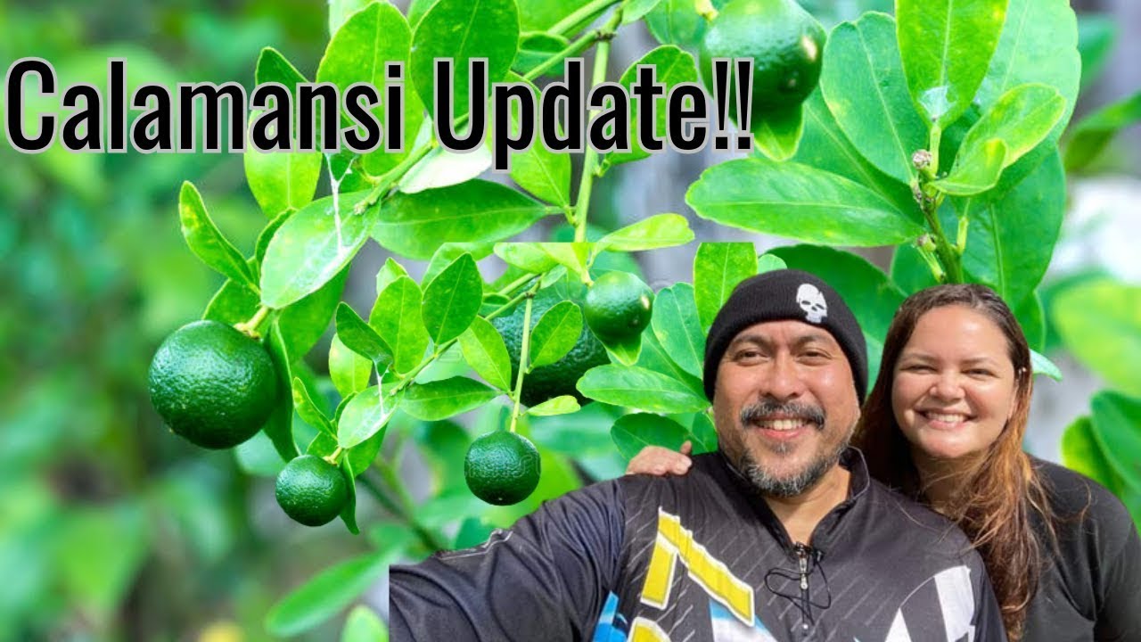 CALAMANSI FARM UPDATE l CALAMANSI HARVEST!