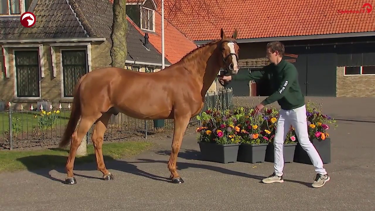 Arezzo VDL Stud Stallionshow 2020