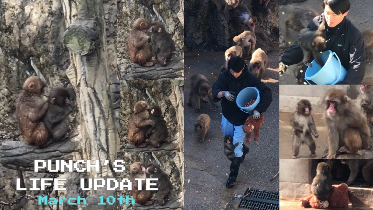 🐒March 10th | Punch Walks on Two Legs Just Like His Zookeeper 🙉UPDATE