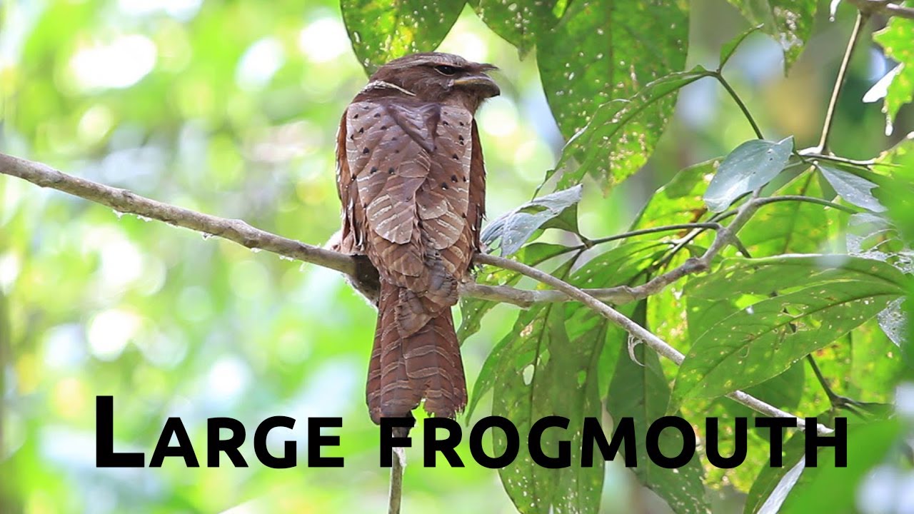 Birds of the World | 16 |  Large frogmouth | Batrachostomus auritus | Podargidae