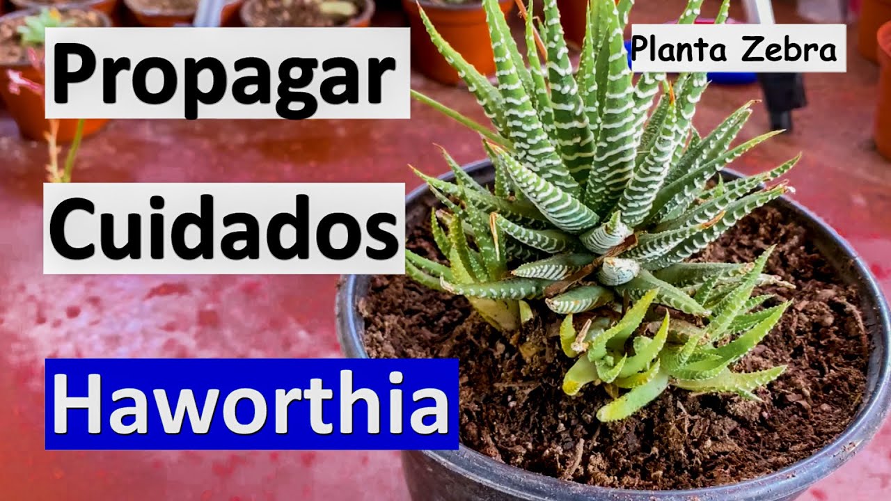 CUIDADOS y Propagación de Haworthias | Desierto Verde