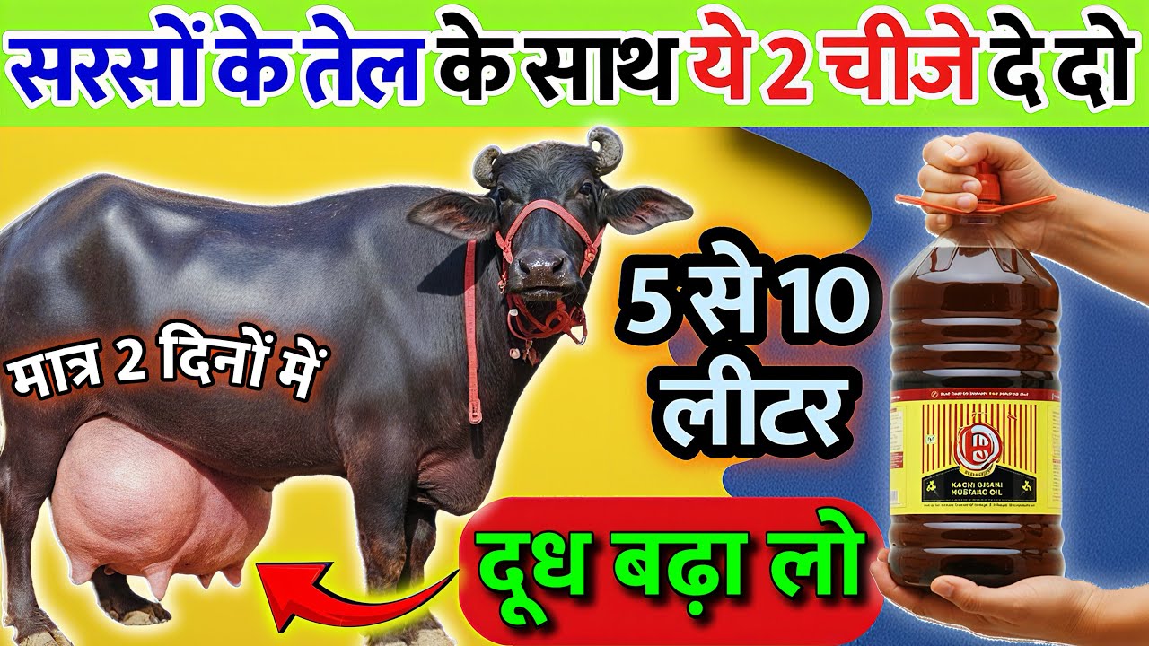 सरसों के तेल के साथ ये दे दो 👉मात्र दो दिन 👌5 से 10 लीटर दूध बढ़ा लो 😱Cow milk increase formula