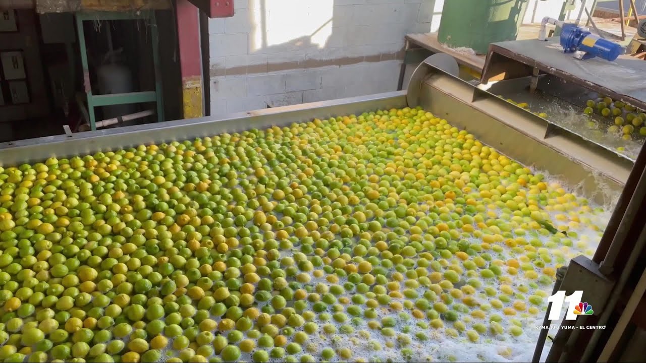 Home Grown: Citrus packing