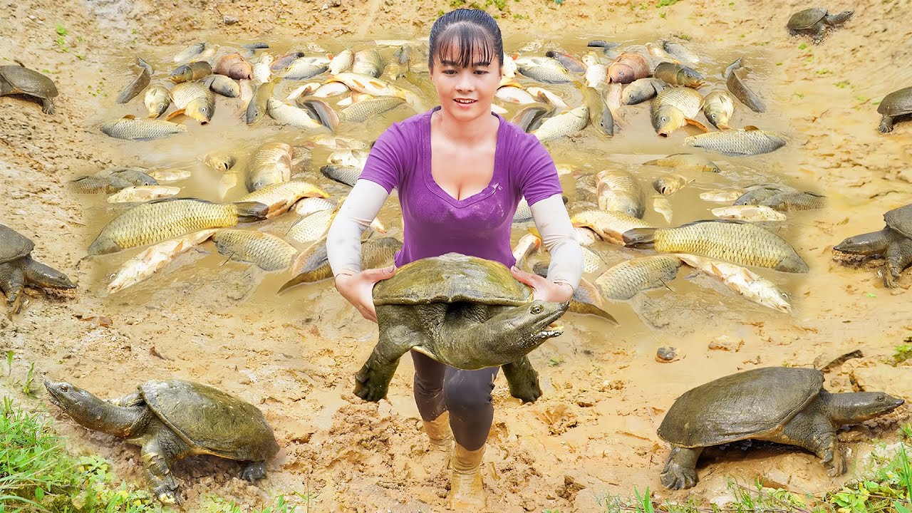 Harvesting A Lot Of Fish And Turtle Goes To Countryside Market Sell - Farm Life