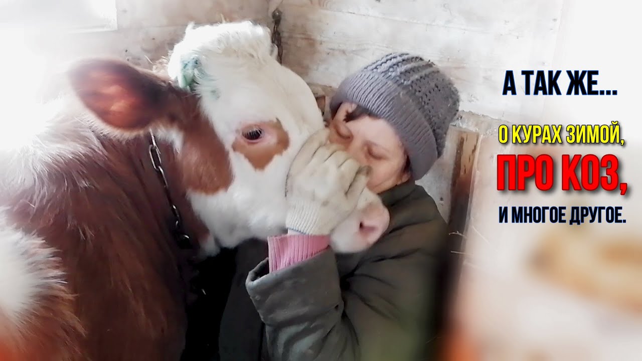 ТЕЛКА ПАДАЕТ НА ЗАДНИЕ НОГИ, НЕ ЗНАЕМ ЧТО ДЕЛАТЬ | КАК ЗИМУЮТ КУРЫ