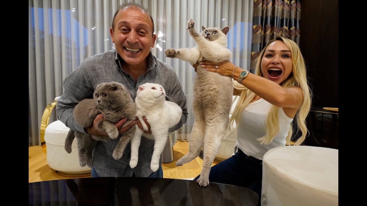 Kedilerimize Kavuştuk ! Yeni Kedi Evi Hazırladık !?