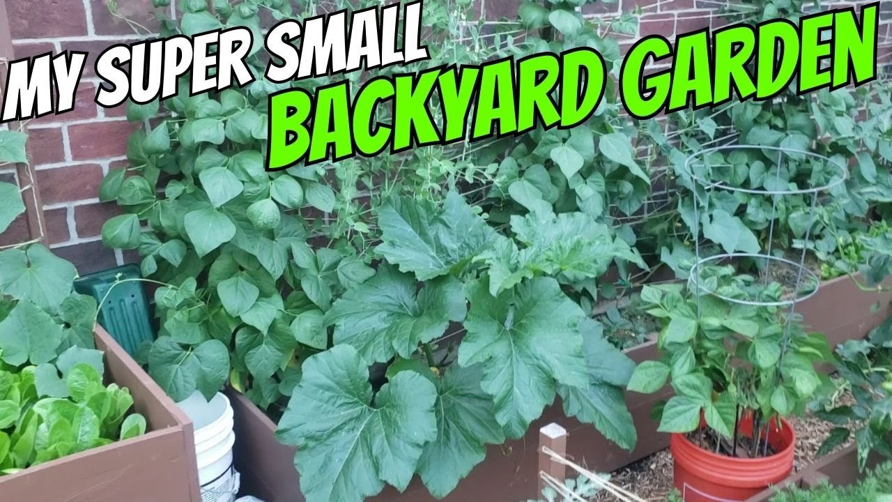 My Super Small and Extremely PRODUCTIVE BACKYARD GARDEN #gardening #gardentour #beginners