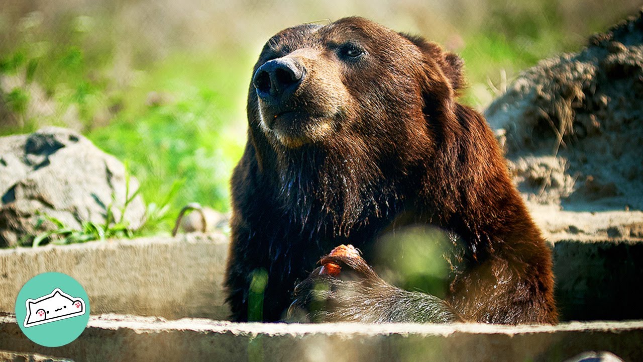 Former Circus Bear Sees The Sky For The First Time | Cuddle Buddies