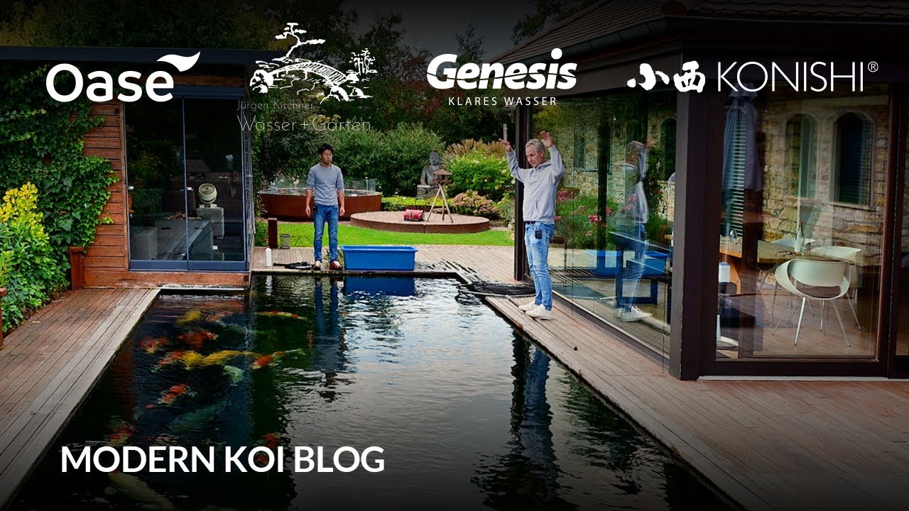 Modern Koi Blog #6195 - Mit Makoto bei Volker am Jumboteich