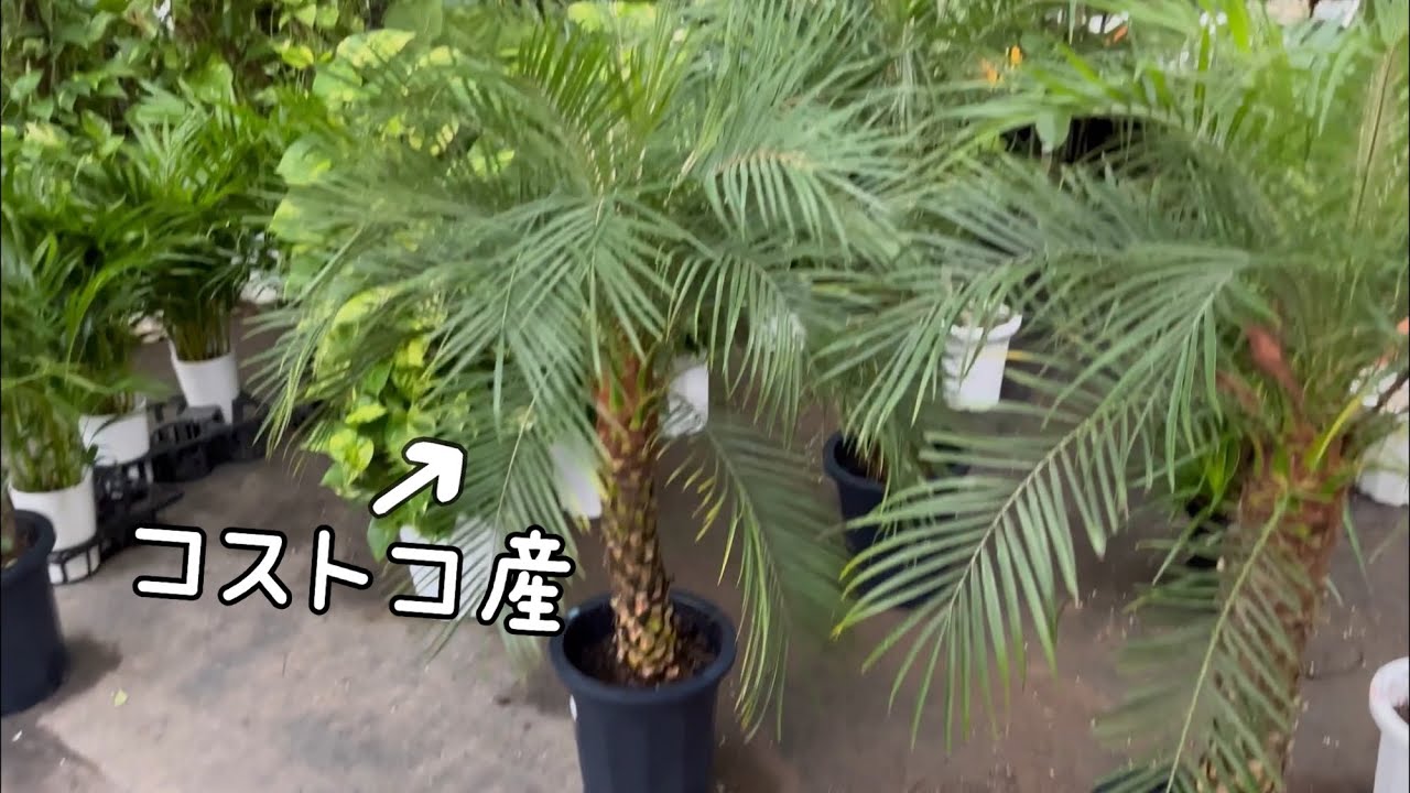 コストコでフェニックス買いました。育て方教えます。