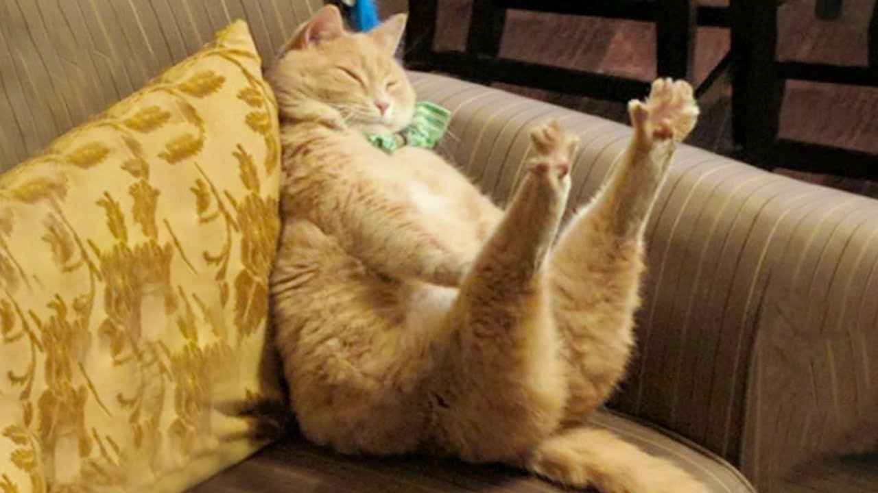 Top Funny Cat Videos 😂 Best Daily Compilation – Try Not To Laugh