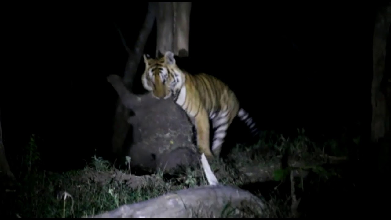Rare incident of a tiger hunting elephant calf filmed in Mudhumalai forest range