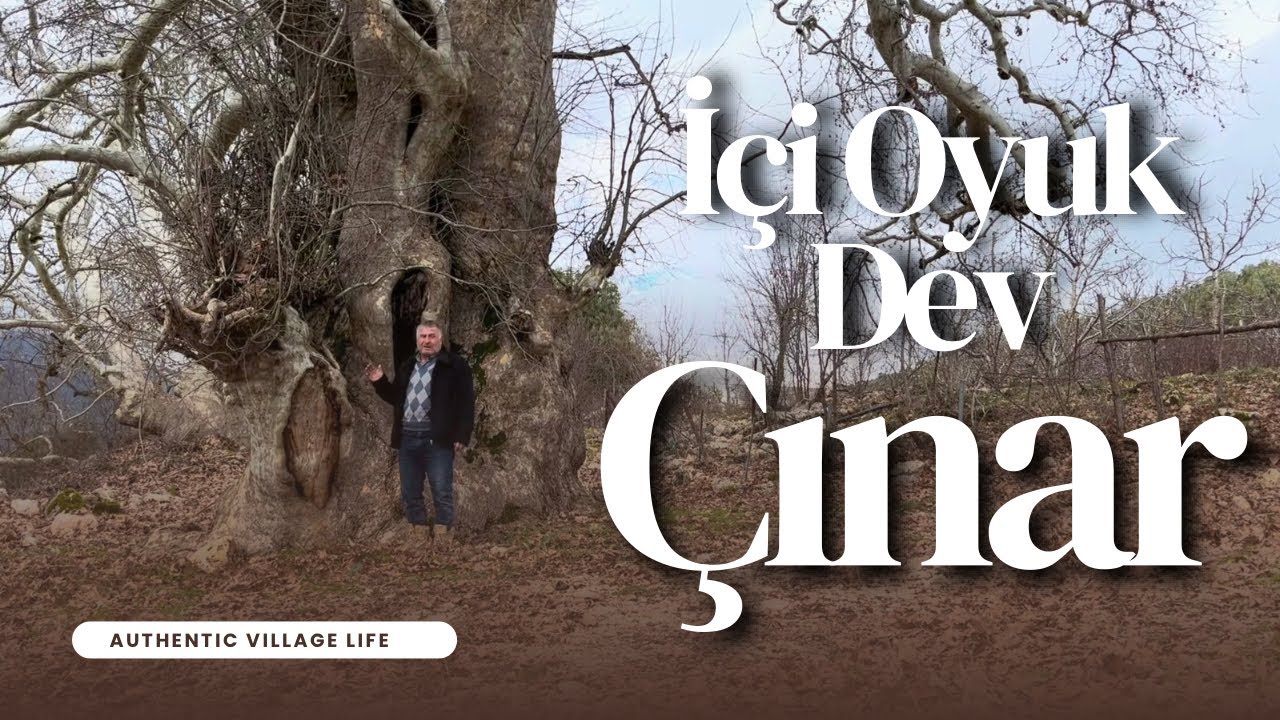 İNANILMAZ! Türkiye'de Böylesi Yok: İçi Oyuk Dev Çınar | Authentic Village Life