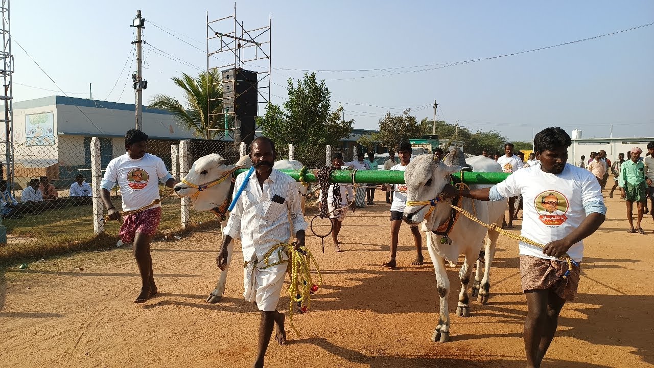 ఉత్తనూరు 4 పళ్ళ విభాగం బండలాగుడు పోటీలు 15వ జత డాక్టర్ నరసింహులు