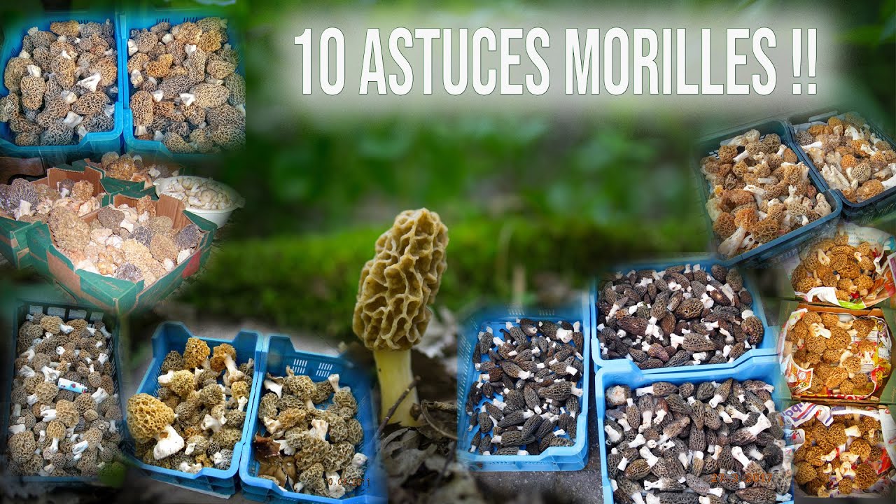 Cueillette de morilles. Les 10 conseils qui vont faire la différence !
