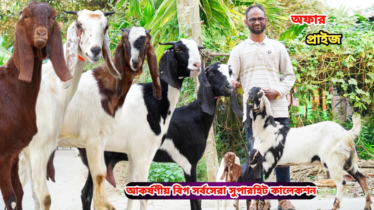 সর্বনিম্ন পাইকারি রেটে আকর্ষণীয় বিগ সুপারহিট খামার উপযোগী দুধের,গাভিন গ্যারান্টি,খাসি ও মা বাচ্চা।