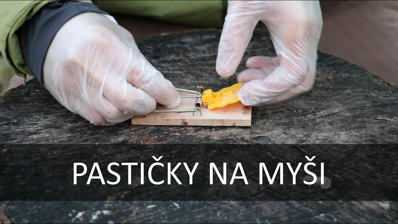 Jak nastražit past na myš?