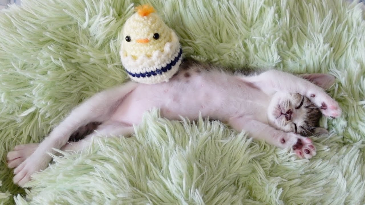 何をしても起きない子猫がこちらです…笑