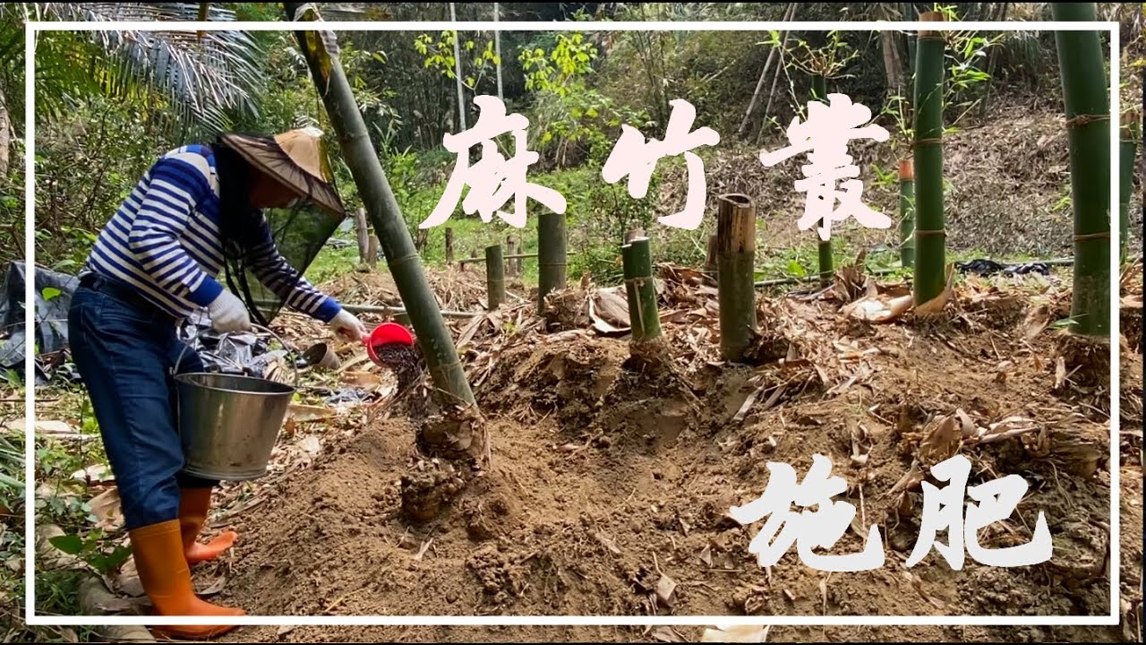 2024 麻竹叢施肥