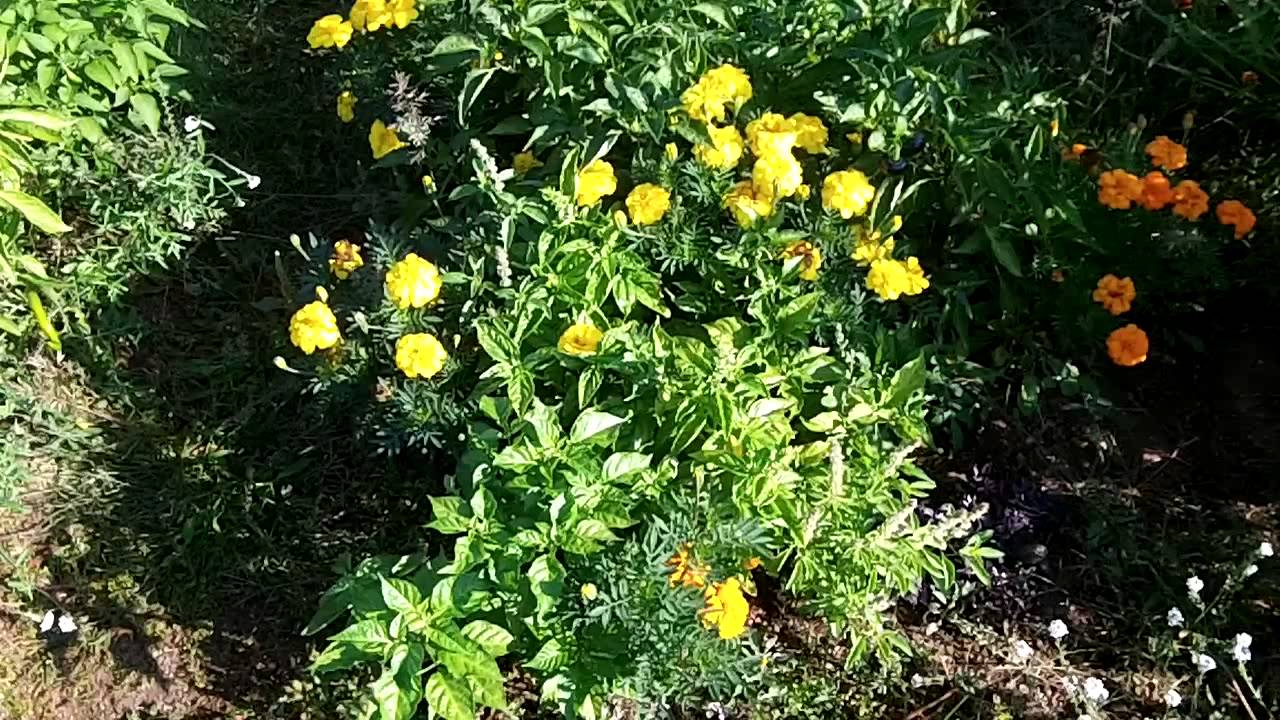 Companion Planting Peppers And Basil - Square Foot Gardening