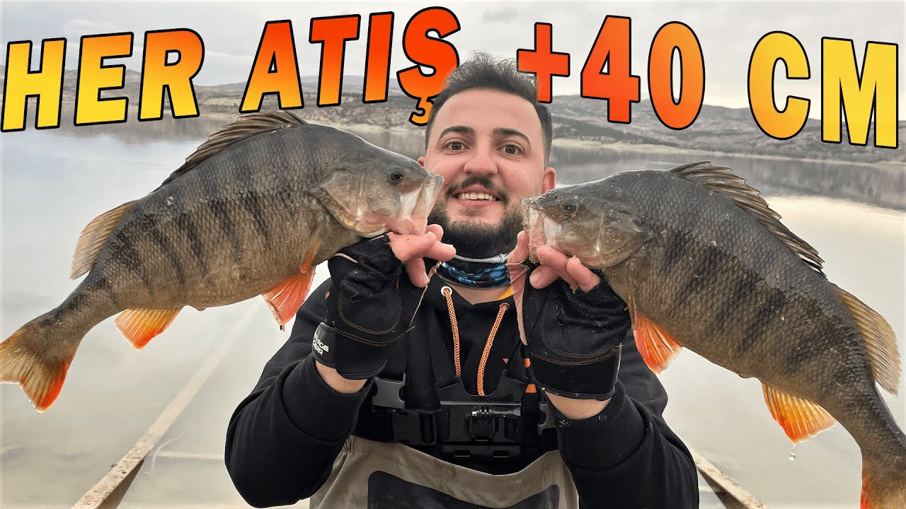 Perch Avı / Her Atış +40 cm Levrek / Perchler Oltalara H&uuml;cum Etti !