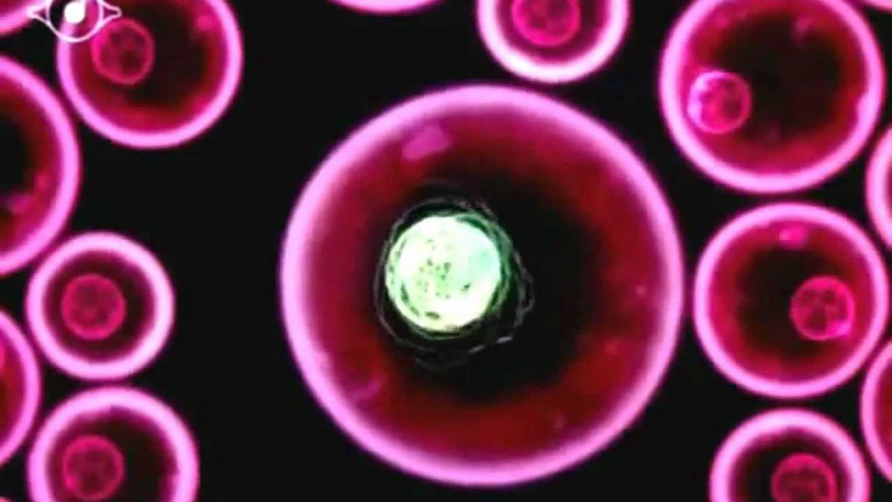 björk: virus