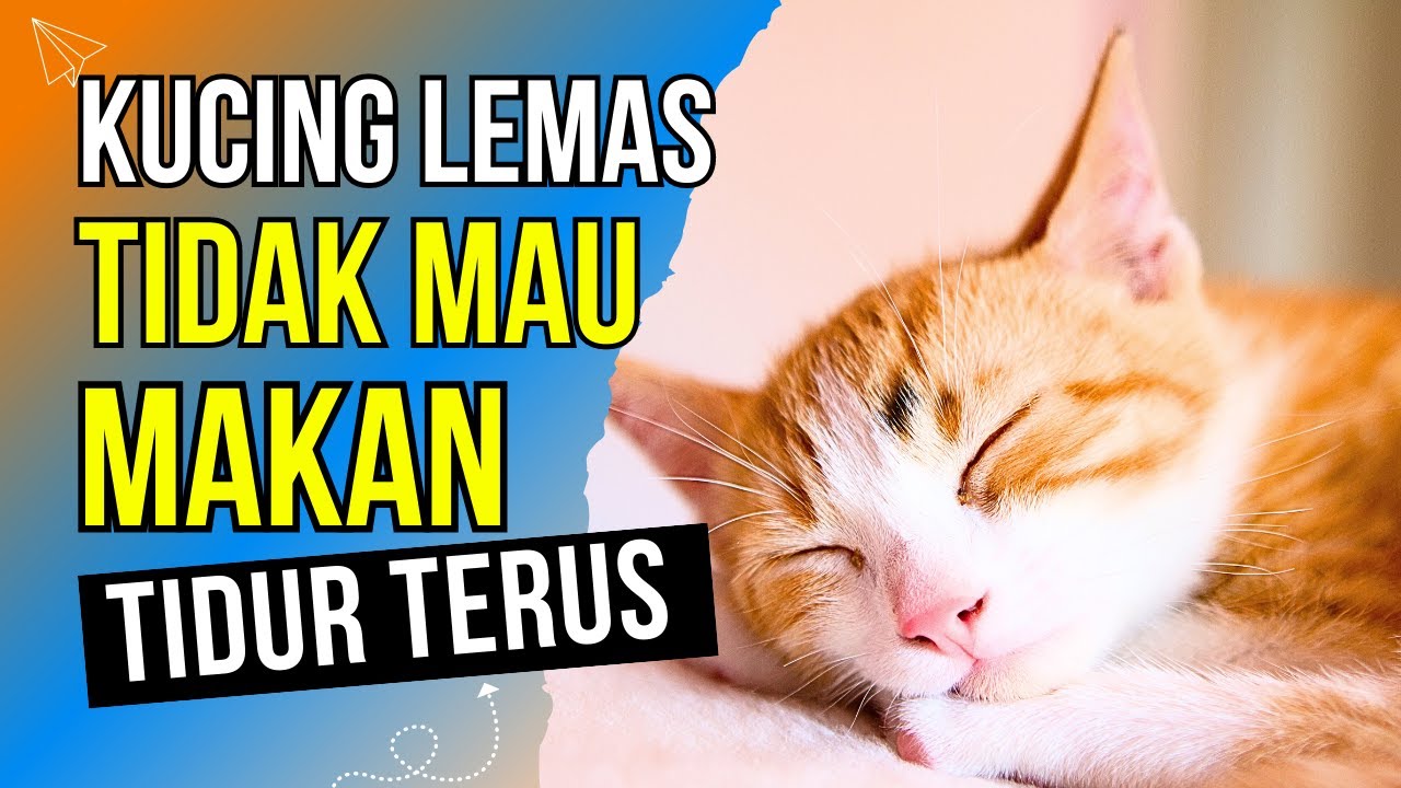 KAMU HARUS TAU‼️ Penyebab Kucing Lemas Tidur Terus Tidak Mau Makan - kucing tidur terus dan lemas