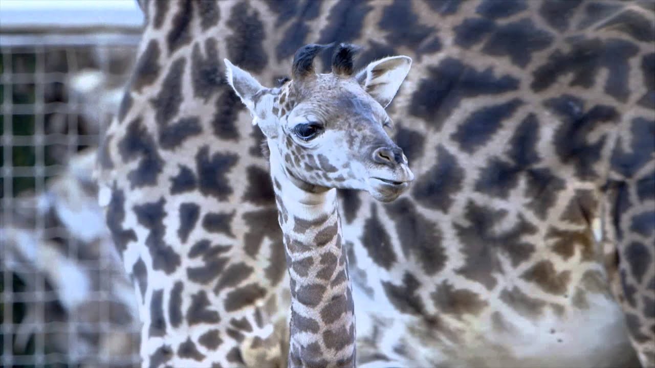 Baby Giraffe Runs and Plays at the San Diego Zoo